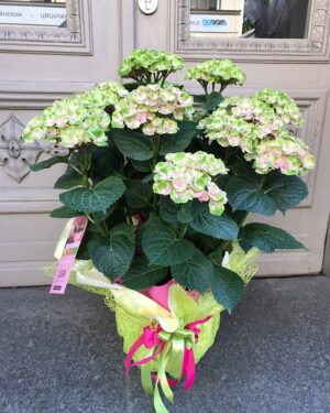 Hortenzija dekoratīvā iepakojumā