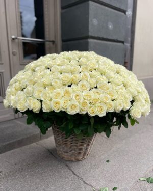 201 balta roze grozā