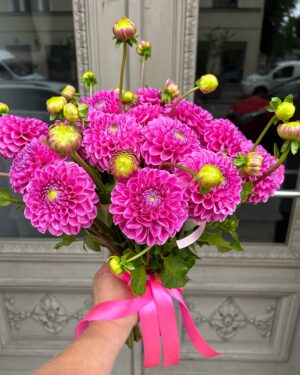 Rozā dāliju pušķis